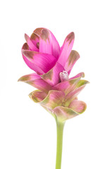 Siam tulip or Curcuma flower in Thailand