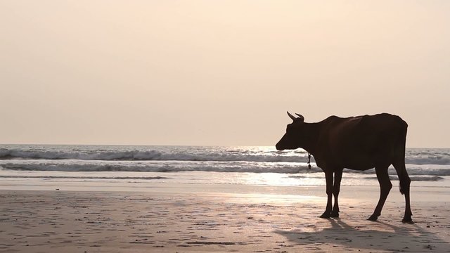 Cow on the beach