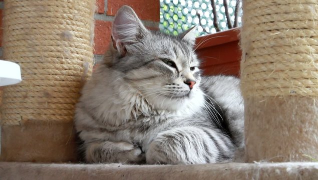 silver cat of siberian breed