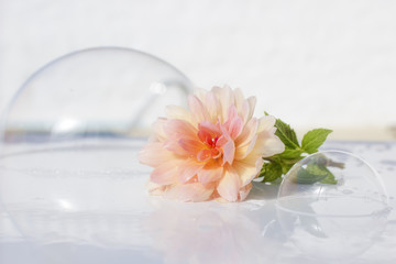 soap bubbles and flower