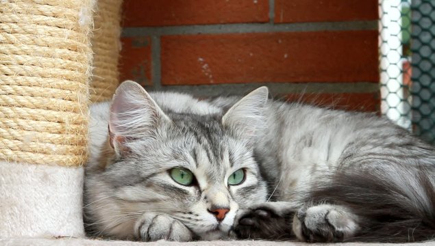 silver cat of siberian breed