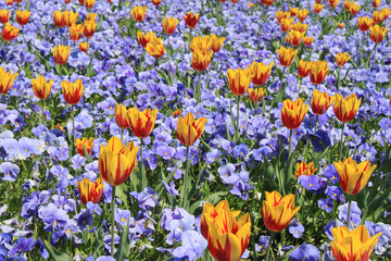 tulpen