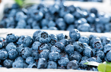 Portion of fresh harvested Blueberries