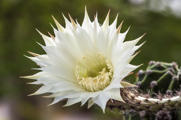 Echinopsis eyriesii