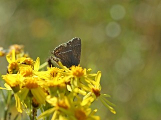 Kreuzdorn-Zipfelfalter (Satyrium spini) auf Jabobskreuzkraut,