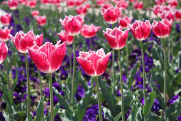 tulpen
