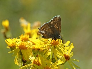 Kreuzdorn-Zipfelfalter (Satyrium spini) auf Jabobskreuzkraut