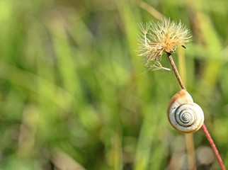 Westliche Heideschnecke (Helicella itala)