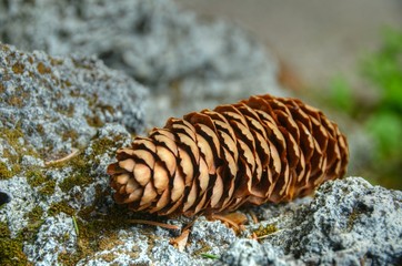 Tannenzapfen