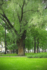 Fototapeta na wymiar Large tree in the park
