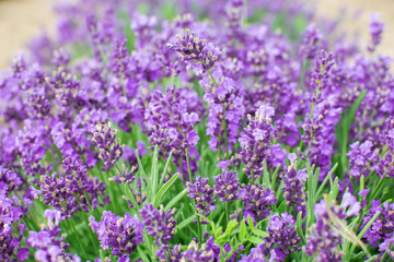 Lavender flowers