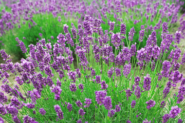 Lavender flowers