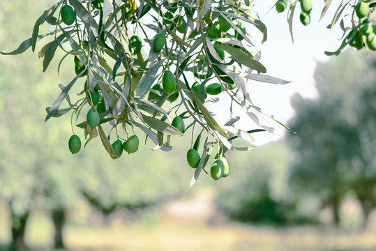 Olive garden