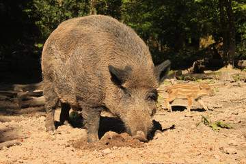 Fototapeta premium wildschwein