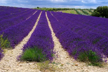 Selbstklebende Fototapete Lavendel Lavendelfeld