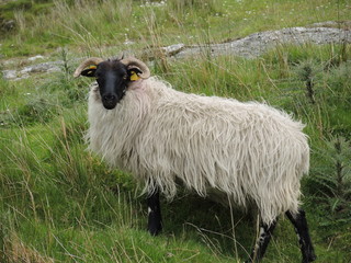 Mouton irlandais