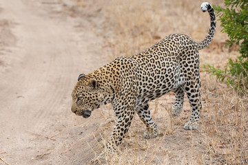 Big male leopard walking in nature to mark his territory