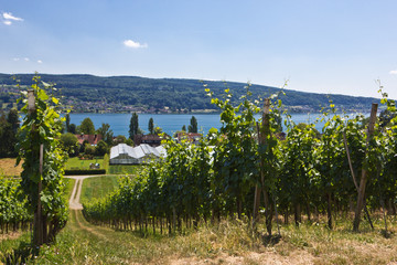 Insel Reichenau - Weg im Weinberg am Bodensee 2