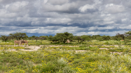 Zebras on a field with yellow flowers