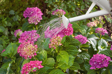 Blumen gießen im Garten