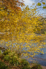 Autumn colours, riverside walk, November 2011