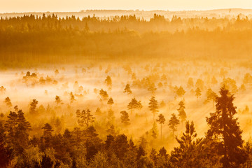 Misty Trees in the Morning