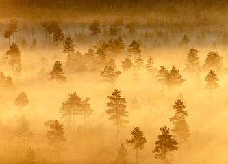 Misty Trees in the Morning