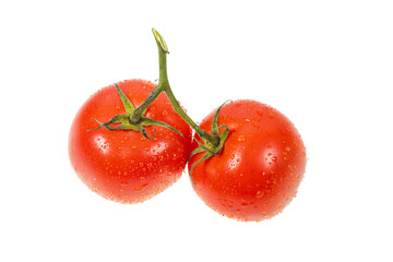 tomatoes on a branch on the isolated background closeup