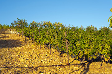 Weinbau Libanon