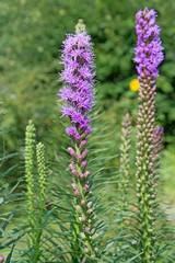 Fototapeta premium Prachtscharte - Liatris spicata