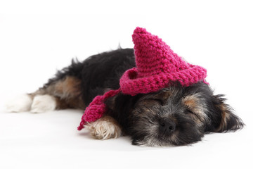 Tired puppy with hat lying on the floor