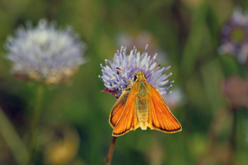 Mariposa thymelicus acteon, Sauceda, Hurdes, España
