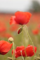 Obraz premium Mohnfeld 5