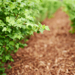 Currant bush leaves composition