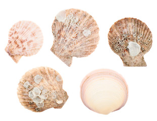 Set of multiple sea shells isolated