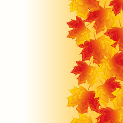 Autumn background with red and yellow maple leaves