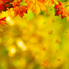 Abstract autumnal backgrounds with beauty bokeh and maple foliag