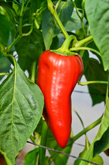 Glasshouse Grown Capsicums