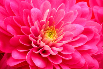 Fototapeta premium Red flower daisy close-up background