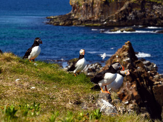 Atlantic puffins
