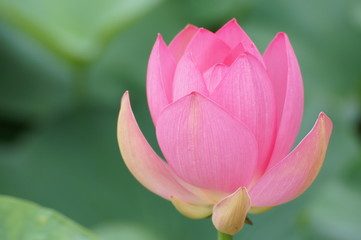 蓮