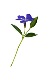 Periwinkle flower