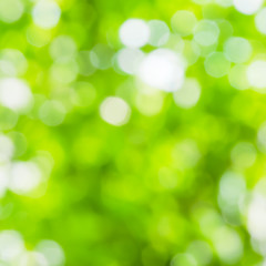 Green and white blur bokeh abstract light spring forest backgrou