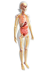 Female skeleton and digestive system