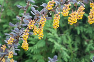Blooming barberry bush