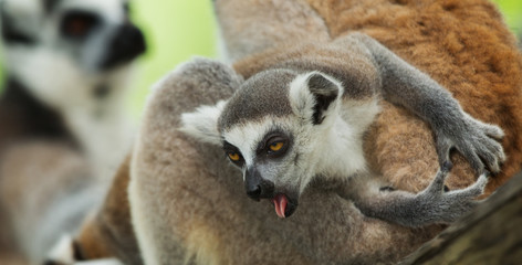 baby lemur
