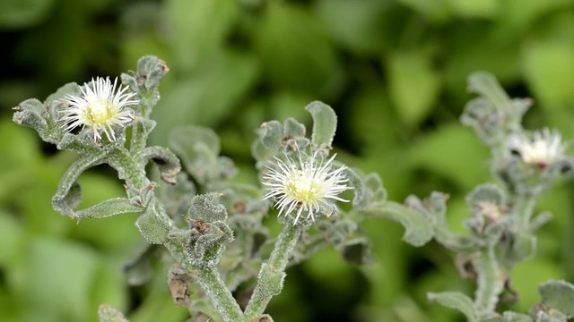 アイスプラントの花