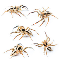 Jumping spider Male Plexippus petersi on white background