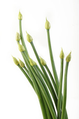 onion flowers on white background