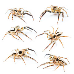 Jumping spider Male Plexippus petersi on white background